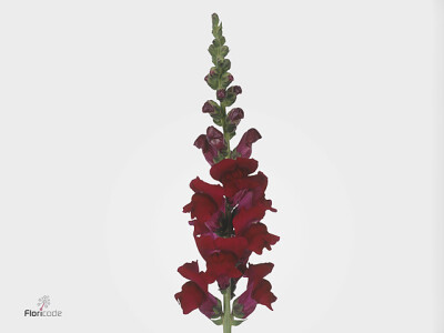 Antirrhinum majus 'Monaco Red'