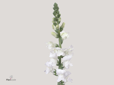 Antirrhinum majus 'Monaco White'