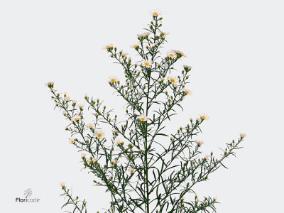 Aster (Universum Grp) 'Paquita'