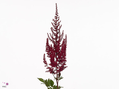 Astilbe (Arendsii Grp) 'Paul GÃ¤arder'