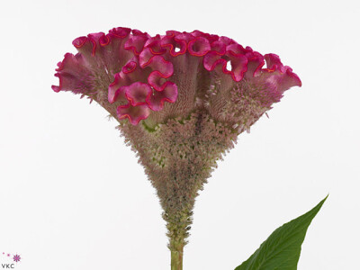 Celosia argentea (Cristata Grp) 'Turbo Rose'