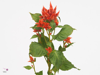 Celosia argentea Celway Orange
