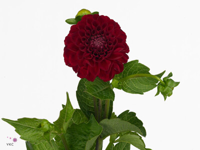 Dahlia (Pompon Grp) 'Nescio'