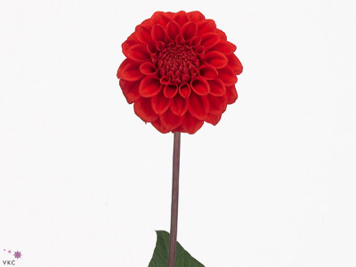 Dahlia (Decorative Grp) 'Red Cap'