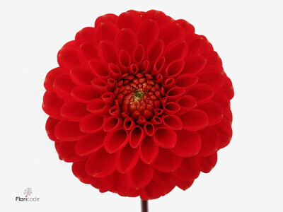 Dahlia (Pompon Grp) 'Salsa'