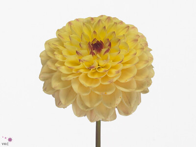Dahlia (Decorative Grp) 'Yellow Jill'