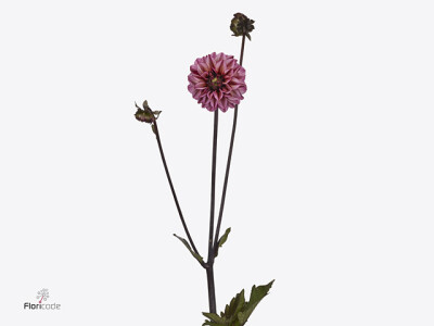 Dahlia (Miscellaneous Grp) 'Seniors Hope'