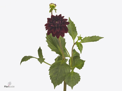 Dahlia (Decorative Grp) 'Destiny's Darkness'