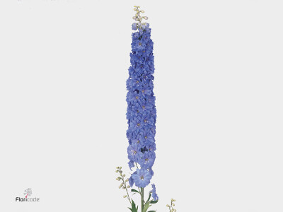 Delphinium (Elatum Grp) Blue Indulgence