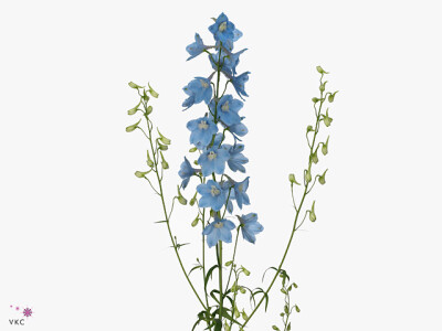 Delphinium enkelbloemig 'Sky Waltz'