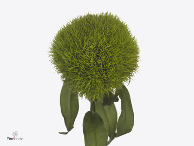 Dianthus barbatus Kiwi Mellow Cool