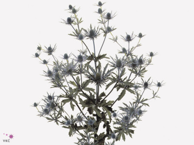 Eryngium Orion Questar