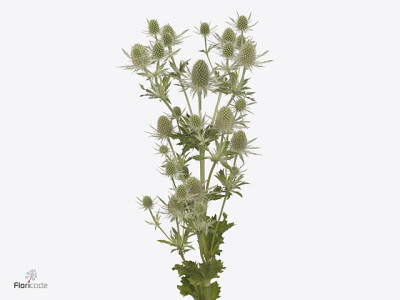Eryngium Magical White Lagoon