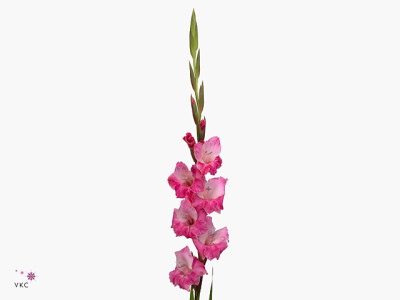 Gladiolus (Large-flowered Grp) T 512 Select