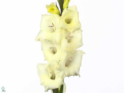 Gladiolus (Small-flowered Grp) Gladdies Amber