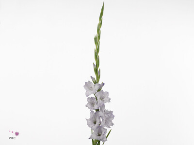 Gladiolus (Large-flowered Grp) 'Sweet Blue'