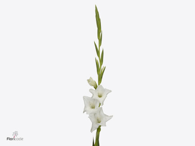 Gladiolus (Large-flowered Grp) 'Snowboard'