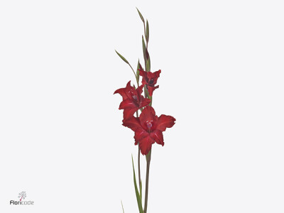 Gladiolus colvillii 'Red Drizzle'