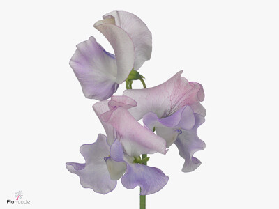 Lathyrus odoratus 'Pearlescent Pink'