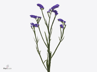 Limonium sinuatum 'Dino Violet'
