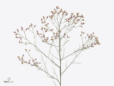 Limonium sinense Angel Diamond
