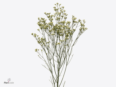 Limonium sinense Sensy White