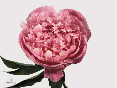 Paeonia (Lactiflora Grp) 'Alexander Fleming'