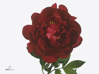 Paeonia (Herb. Hybrid Grp) 'Buckeye Belle'