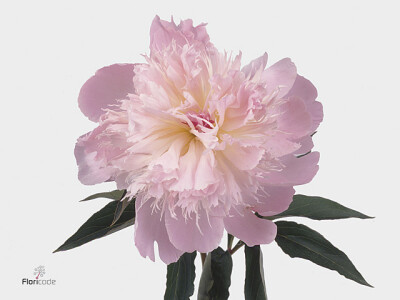 Paeonia (Lactiflora Grp) 'Alertie'