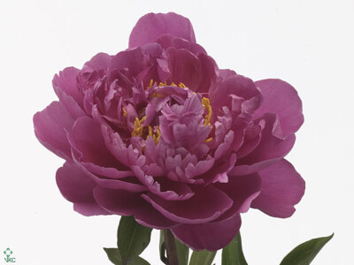 Paeonia (Lactiflora Grp) 'Gilbert Barthelot'