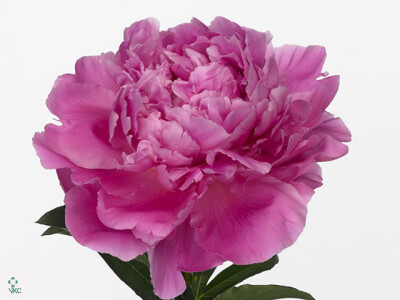Paeonia (Lactiflora Grp) 'Pink Jazz'