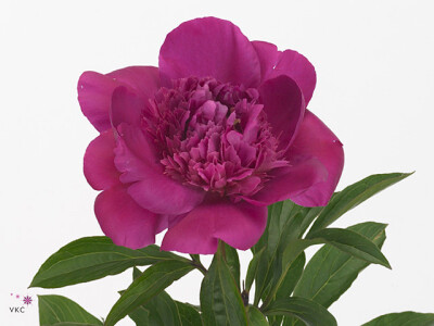 Paeonia (Herb. Hybrid Grp) 'Pink Pompon'