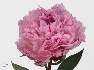 Paeonia (Lactiflora Grp) 'The Fawn'