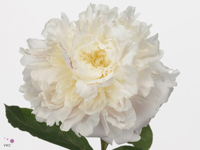 Paeonia (Lactiflora Grp) 'Kelway's Glorious'