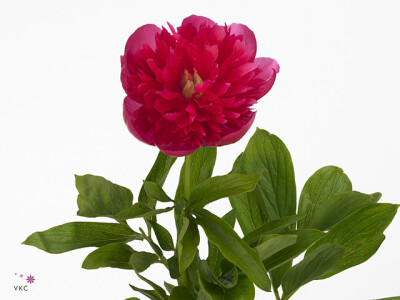 Paeonia officinalis 'Rosea Plena'