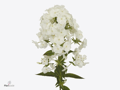 Phlox (Paniculata Grp) Magical Snowdropz