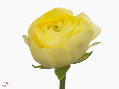 Ranunculus asiaticus 'Elegance Light Yellow'