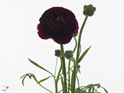 Ranunculus asiaticus Aazur Black