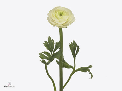 Ranunculus asiaticus 'Real Amalfi'
