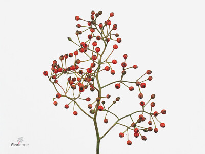 Rosa multiflora 'Forest Queen'