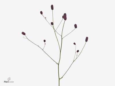 Sanguisorba officinalis Magical Red Velvet