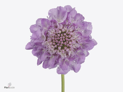Scabiosa atropurpurea Focal Scoop Lilac