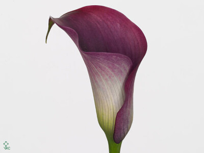 Zantedeschia 'Captain Promise'