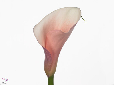 Zantedeschia aethiopica 'Flamingo'
