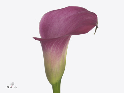 Zantedeschia 'Fantasia'