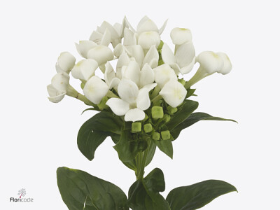 Bouvardia enkelbloemig White Elegance