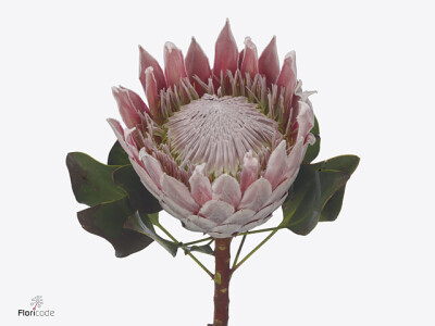 Protea cynaroides 'Mabel'