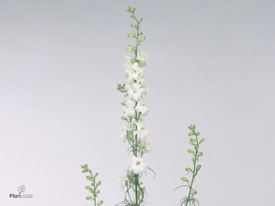 Consolida regalis 'Sydney White'