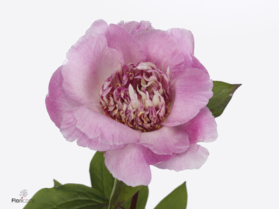 Paeonia (Lactiflora Grp) 'Do Tell'