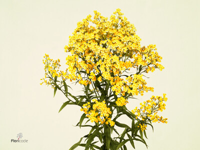 Solidaster luteus 'Lemore'